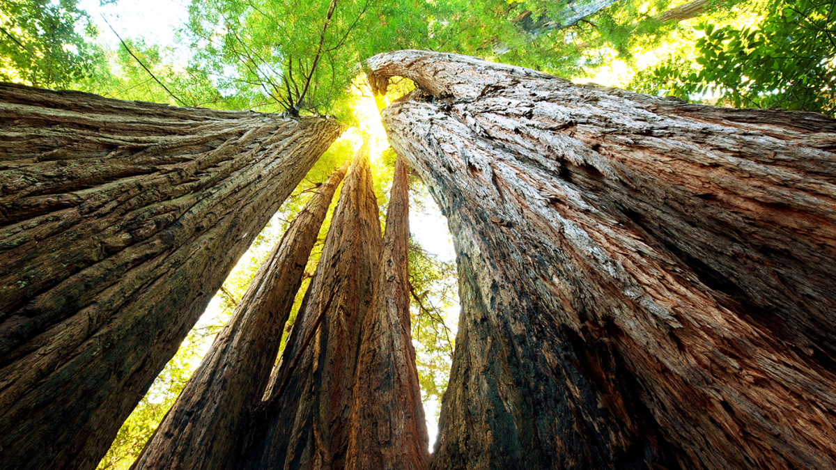 Redwoods