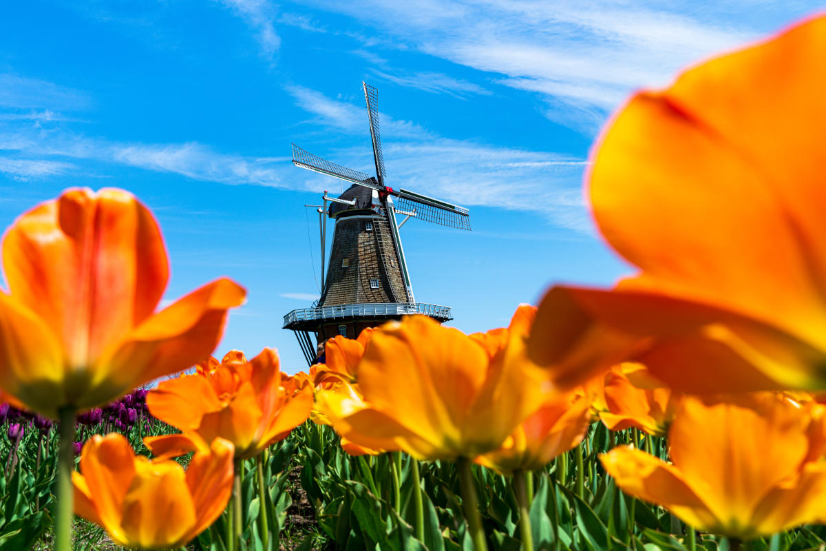 Holland Michigan Tulip Festival Tulip Time Festival in Holland, MI