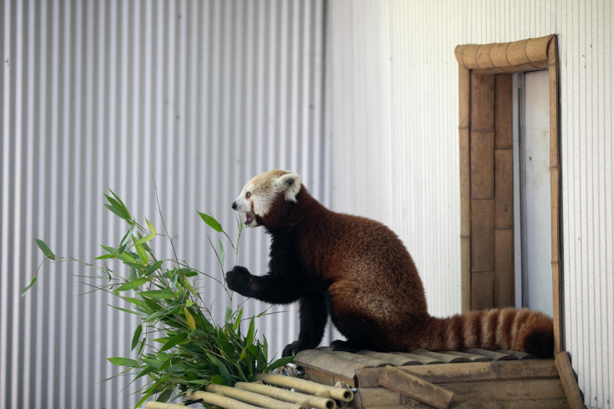 John Ball Zoo, Grand Rapids, Michigan Red Pandas Exhibit