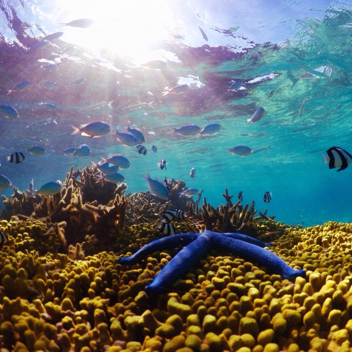Guam Marine Life | Coral Reefs in Guam & Other Sea Life