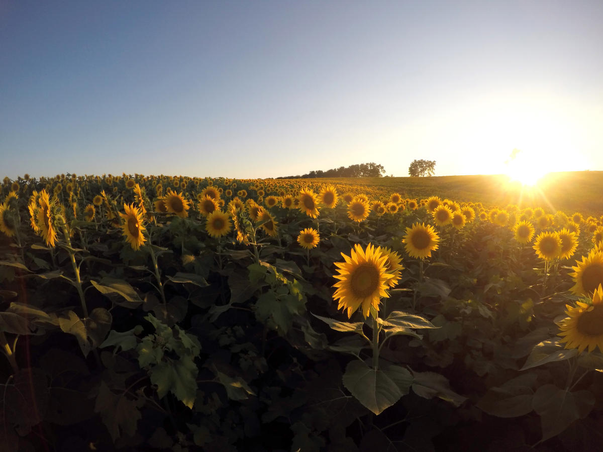 3 days in the sunflower state: the ultimate kansas road trip