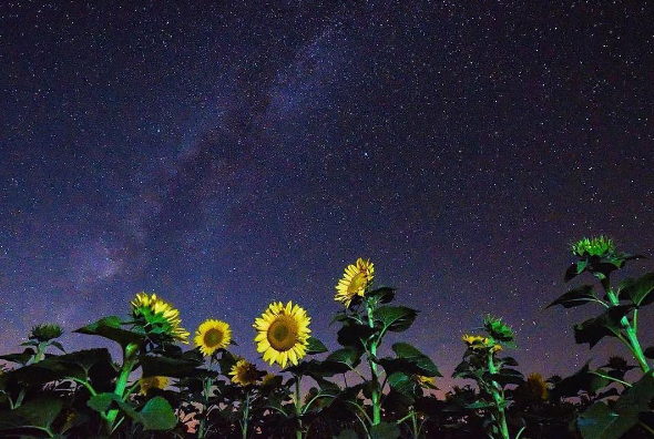 Kansas Sunflowers Yellow Flowers Fields Pick Sunflowers