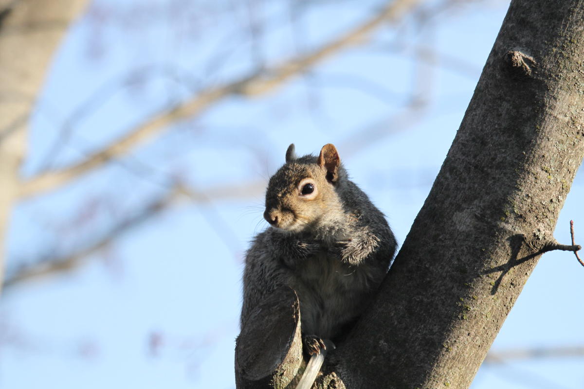 Kansas Kritter Gray Squirrel Animals in Kansas