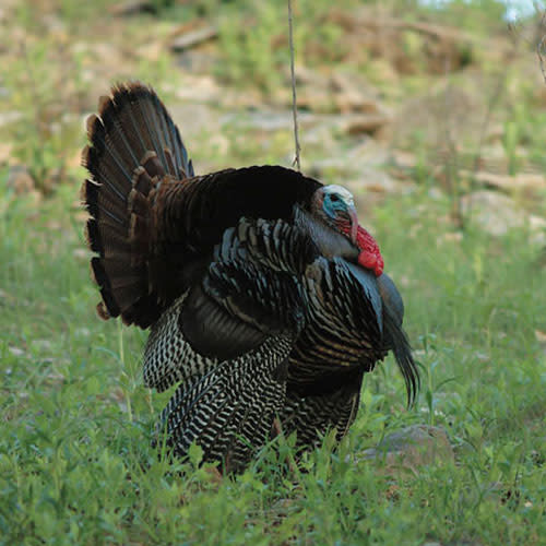 Spring Turkey Hunting in Kansas