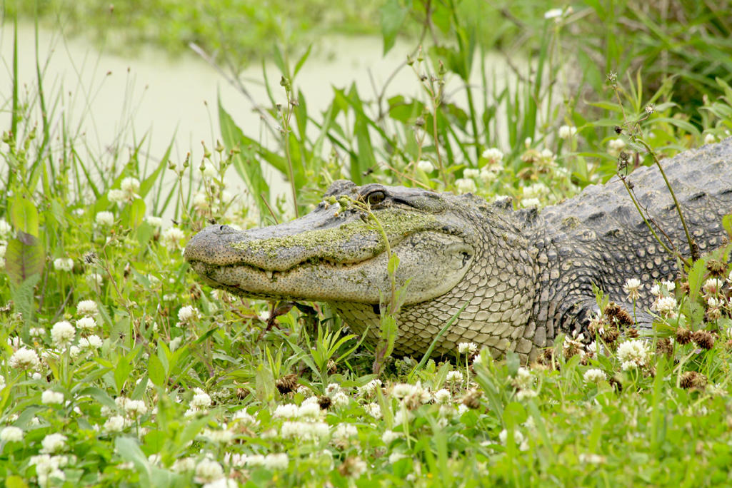 Alligators in Lake Charles Where To See Alligators