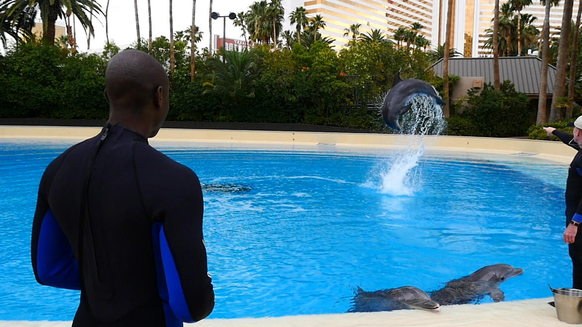 mirage swim with dolphins