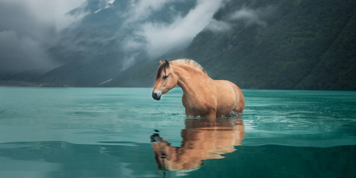 Maak Kennis Met Het Noorse Fjordenpaard Het Noorse Nationale Paardenras Maak Kennis Met Het Noorse Fjordenpaard Het Noorse Nationale Paardenras