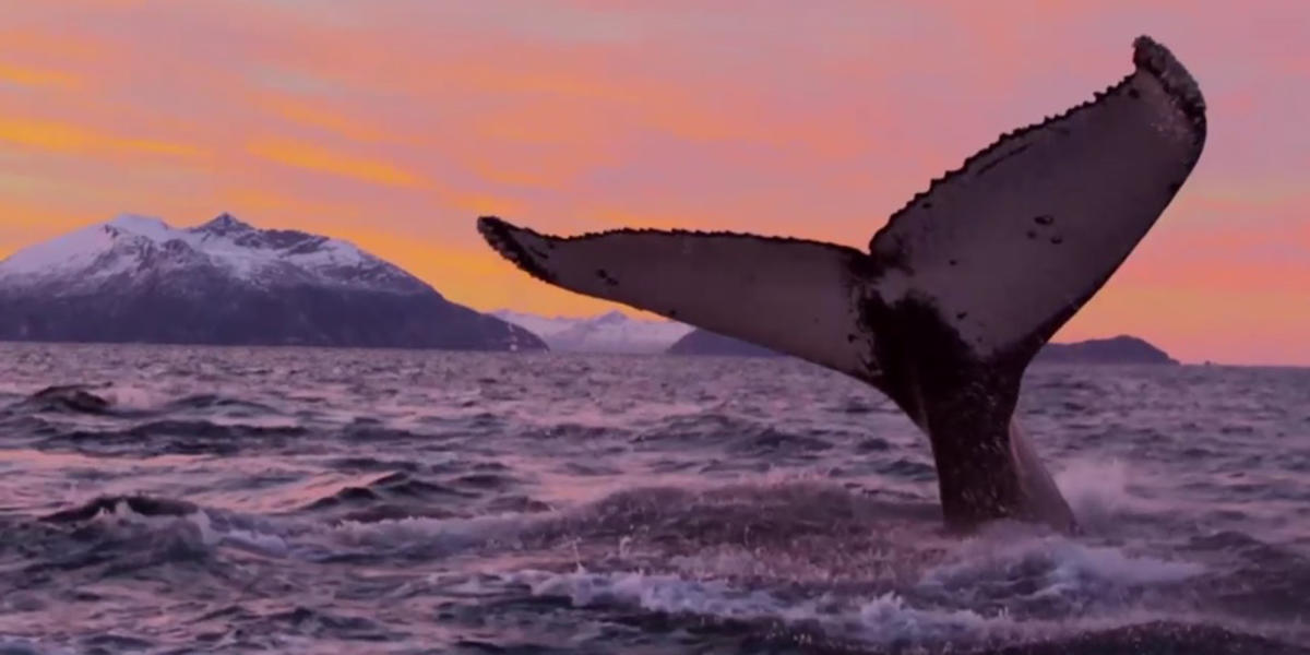 Wildlife Safaris Whale Watching Musk Oxen And Eagles