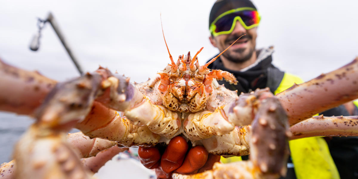 Participez à un safari guidé au crabe royal