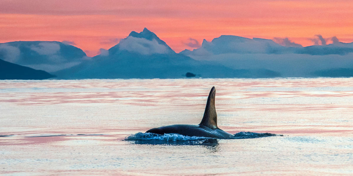 Vesterålen | Whale and wow experiences