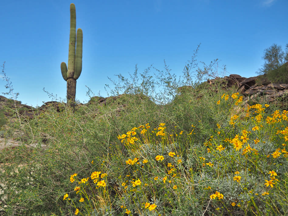 Where to See Wildflowers in Phoenix | The Hot Sheet Blog by Visit Phoenix