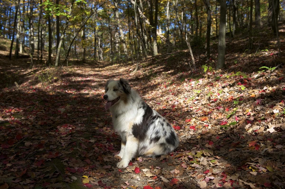 Pet Friendly Vacations in the Pocono Mountains