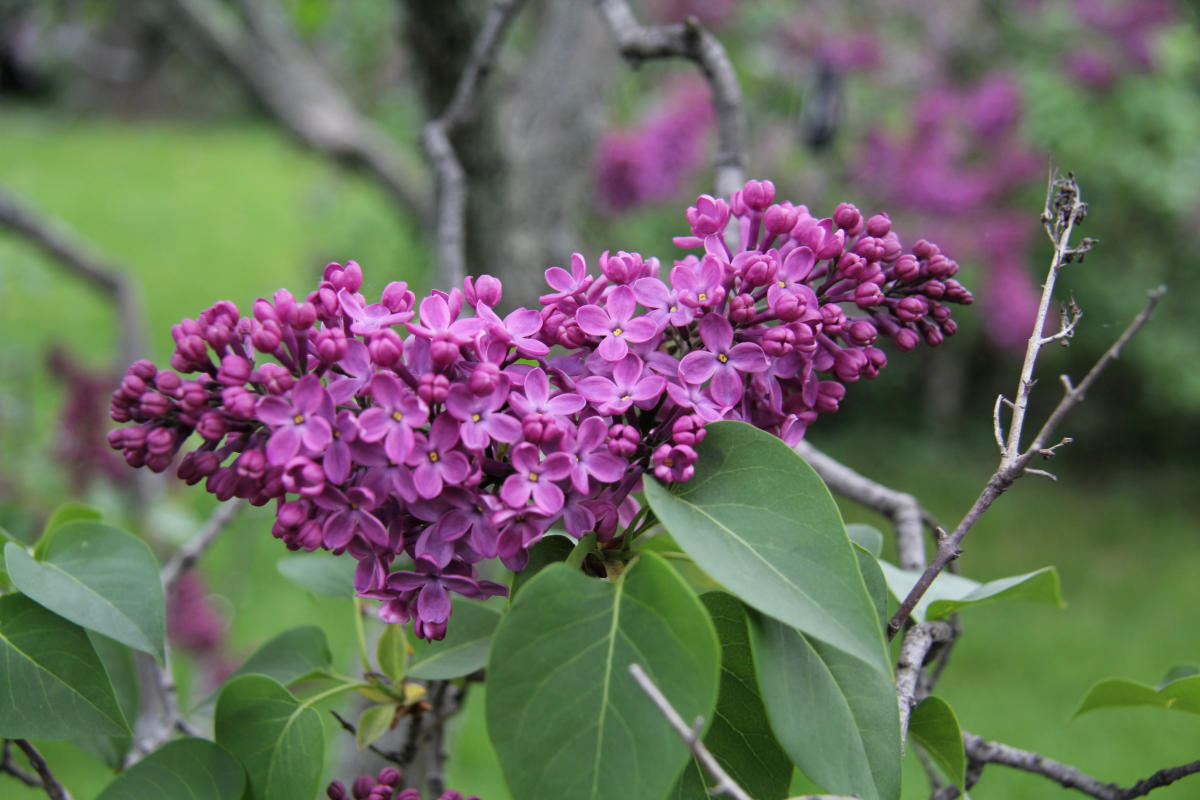 more than lilacs 7 ways to enjoy the rochester lilac festival