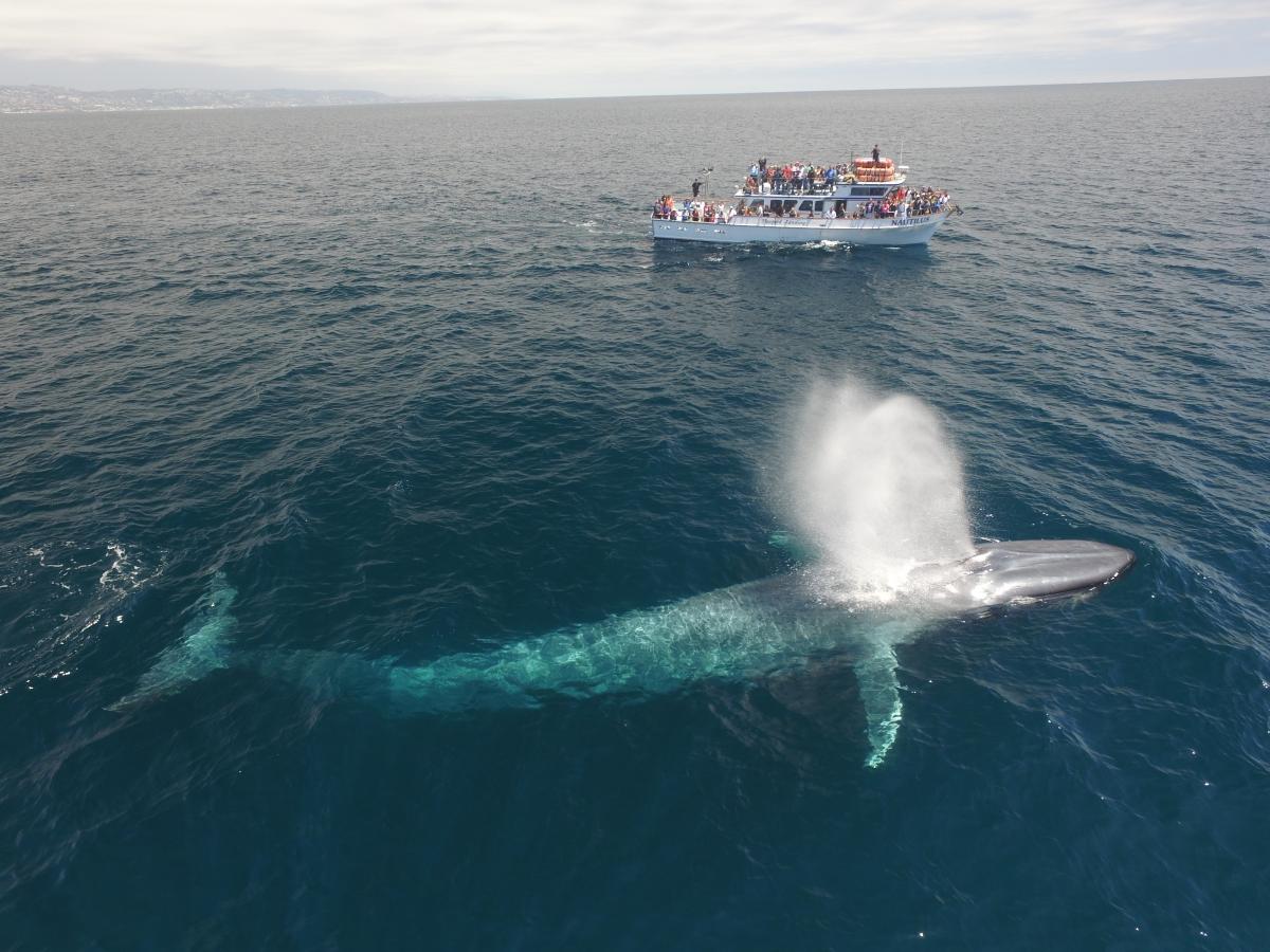 Newport Landing Whale Tour Whale Watching In Huntington Beach