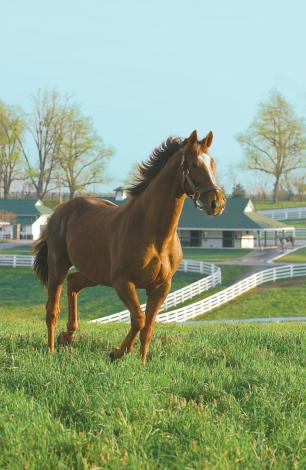 Lexington's Darby Dan Horse Farm