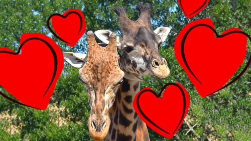 Tampa Bay in Love with Valentine’s Day