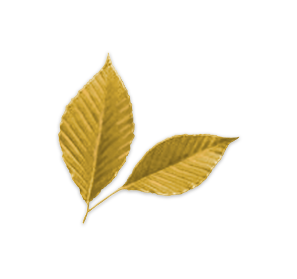 Fall Leaf Identifier Leaves And Fall Foliage Of New York