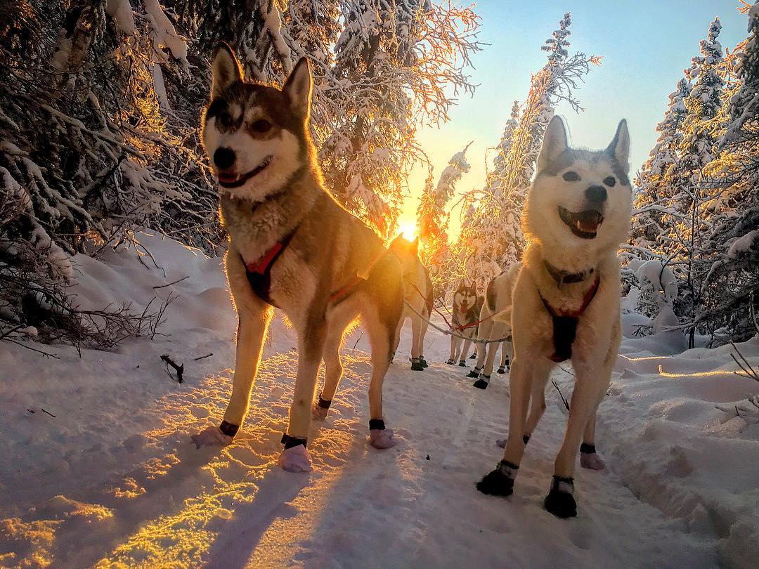 Siberian Huskies Sled Dogs