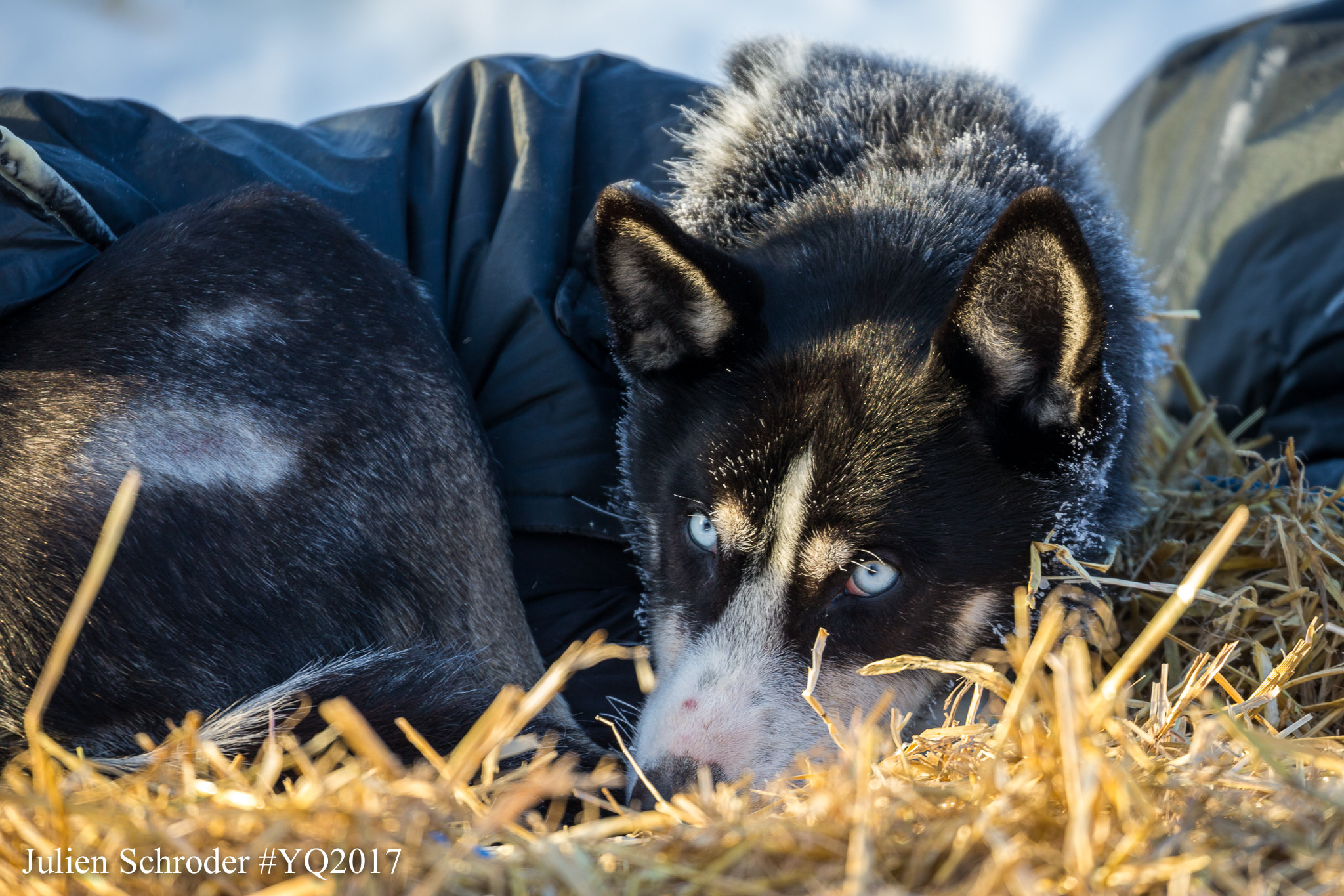 Yukon Quest Sled Dog Resting