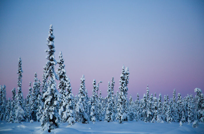 Solstice - snow covered trees