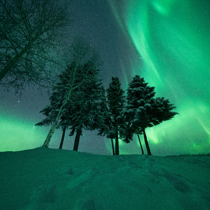 Solstice - aurora behind trees