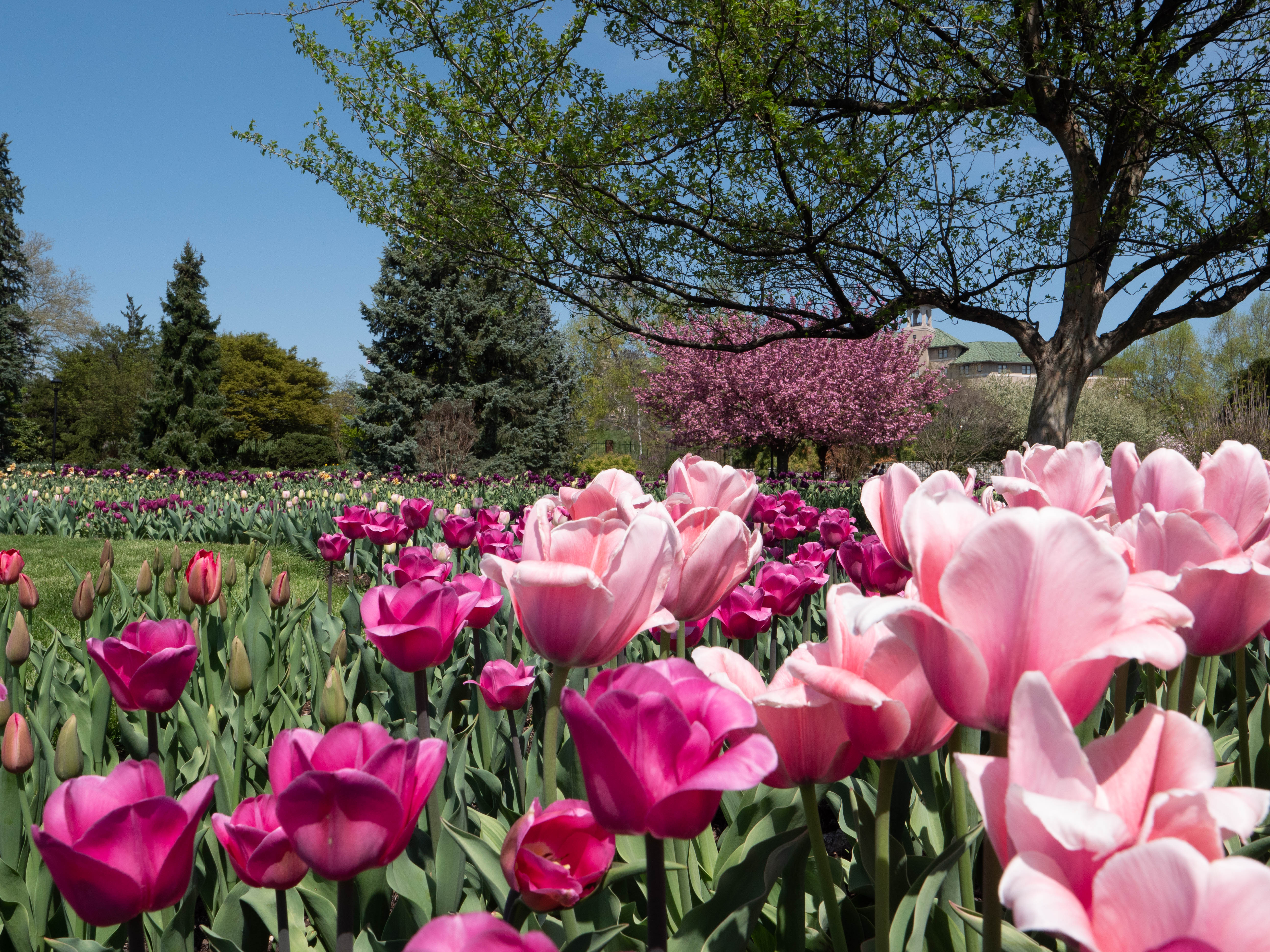 hershey-gardens-tulips-spring