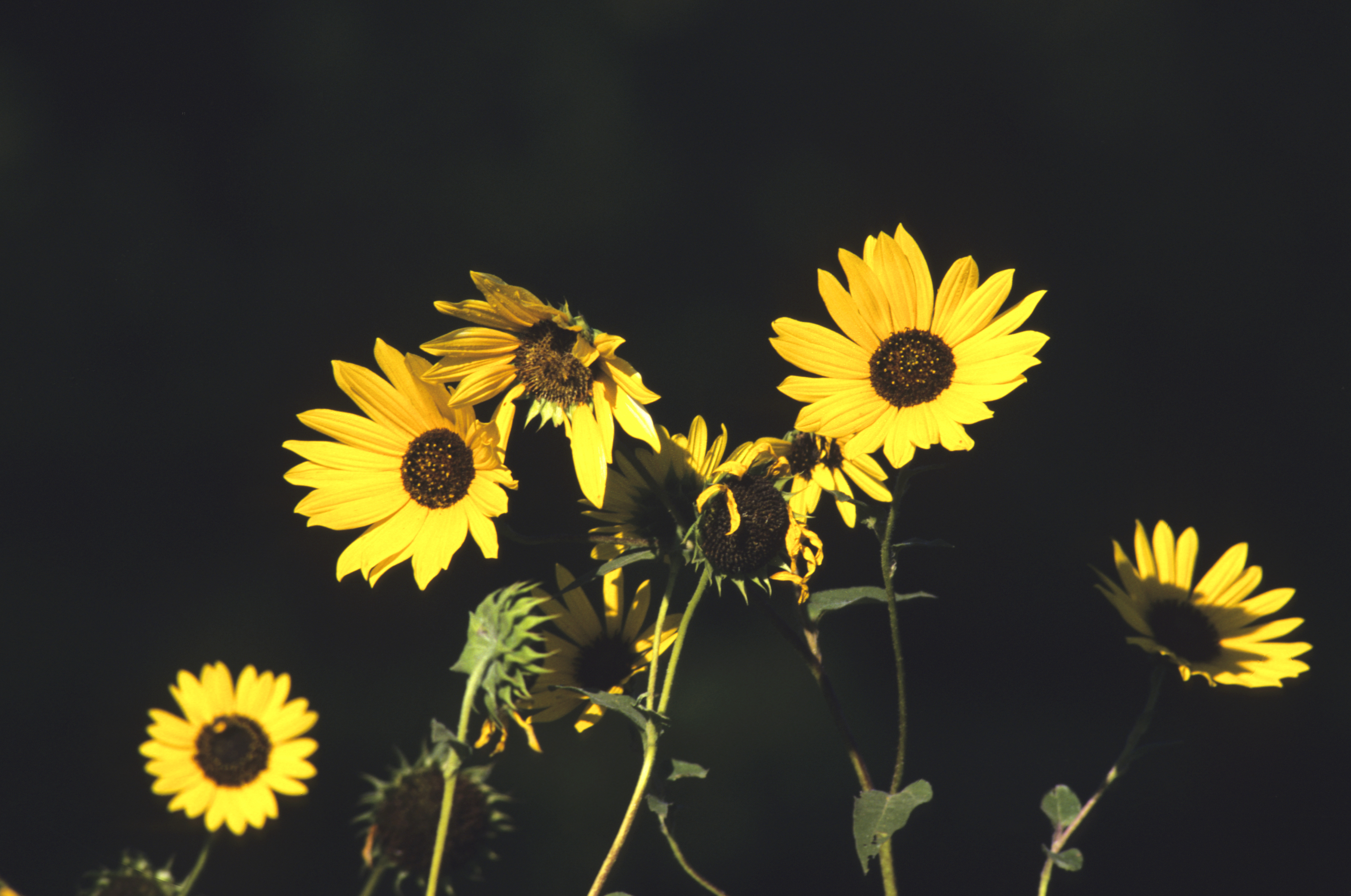 Wild Sunflowers