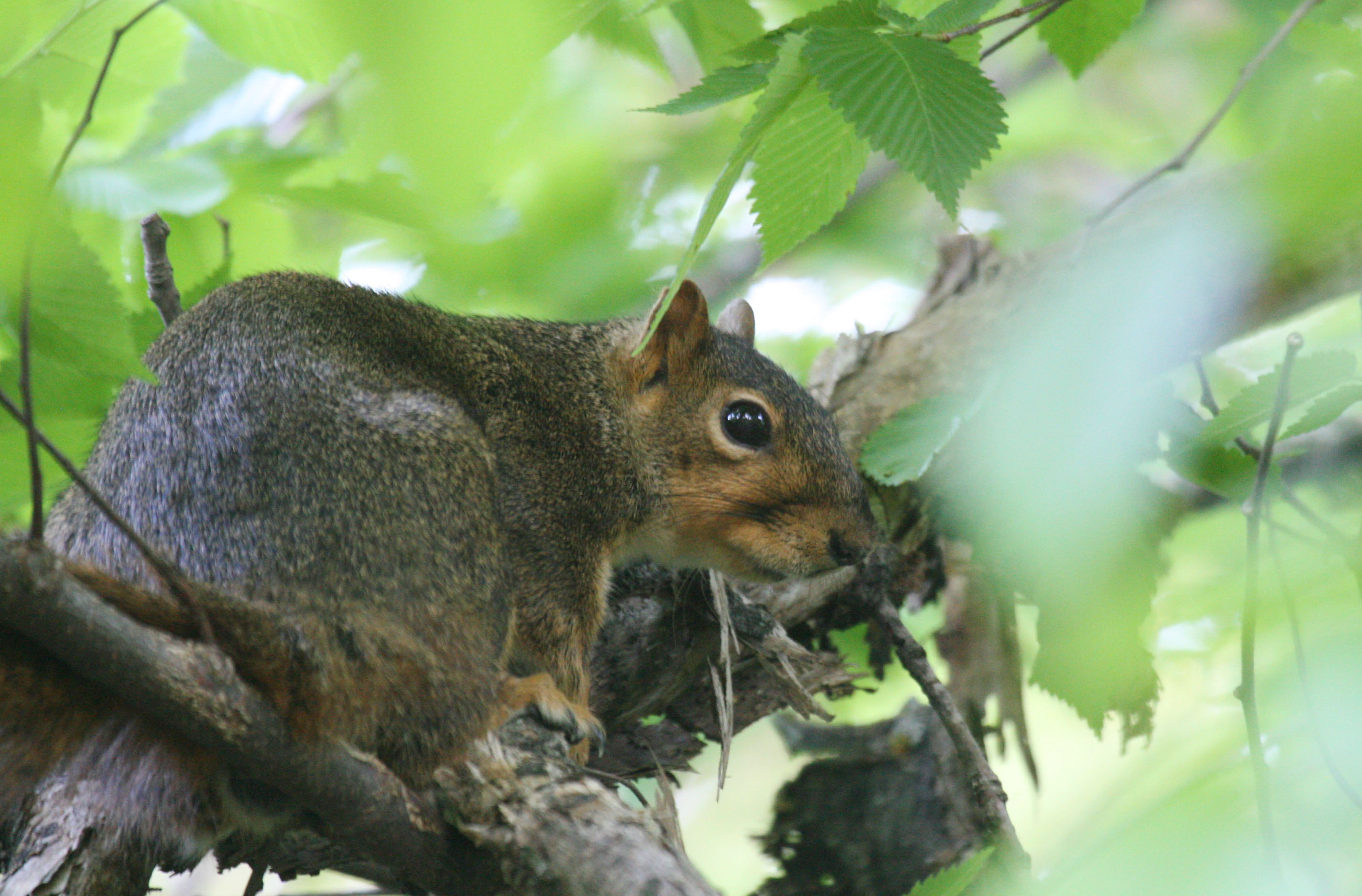 Squirrel