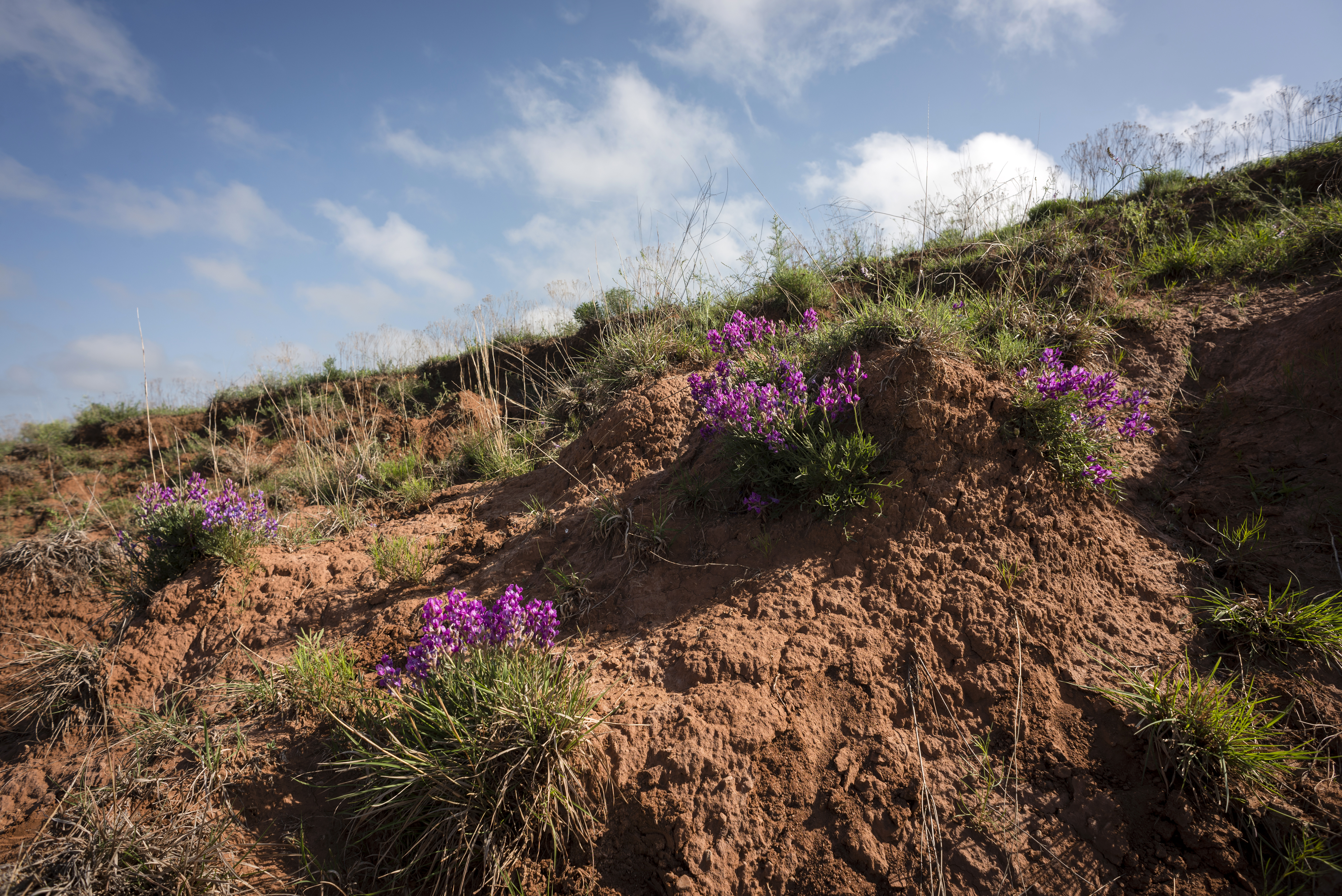 Wildflowers in Gypsum Hills