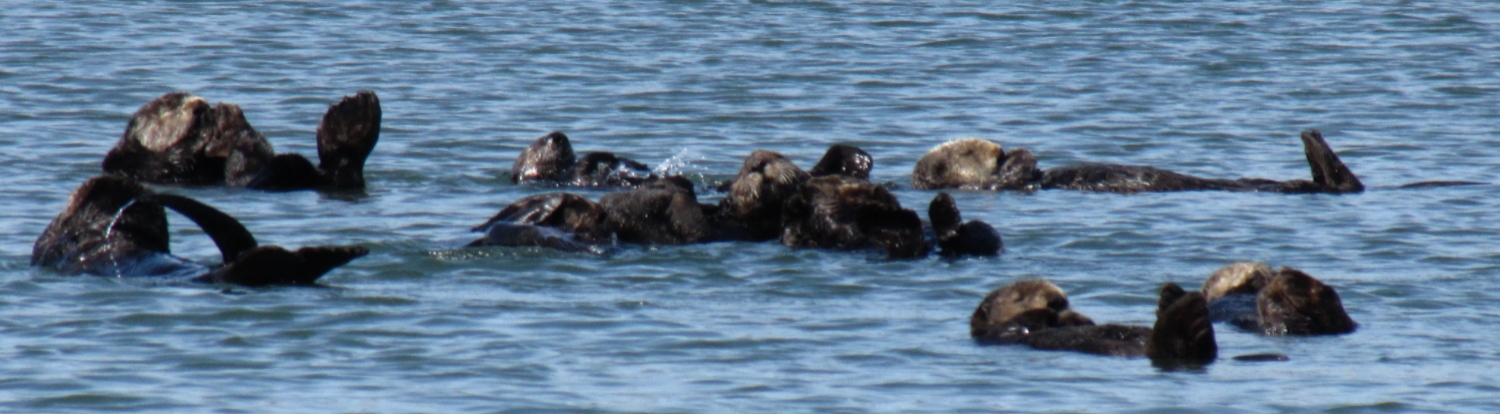 Moss Landing Floating Sea Otter Group