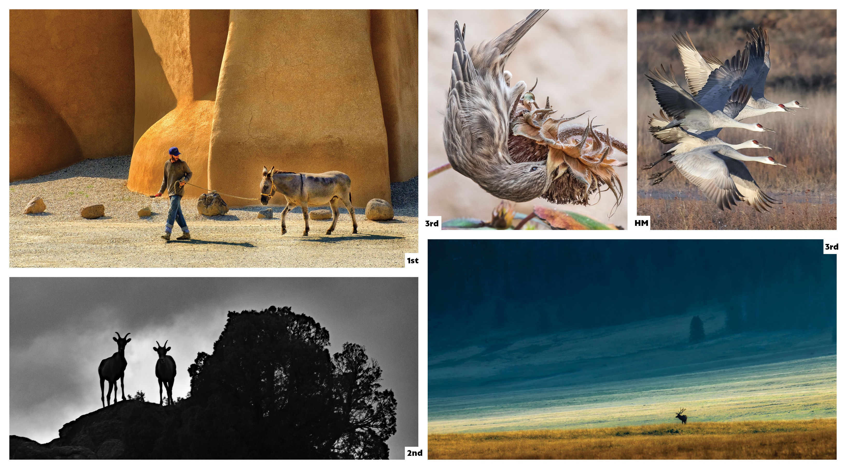 New Mexico Magazine Photo Contest: Animals Category