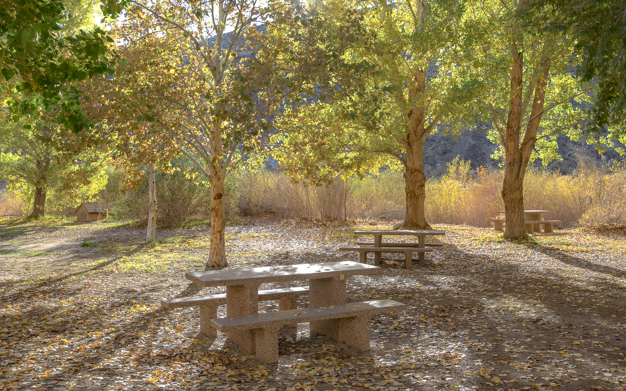 Picnic tables under the trees at the Whitewater Preserve Campground