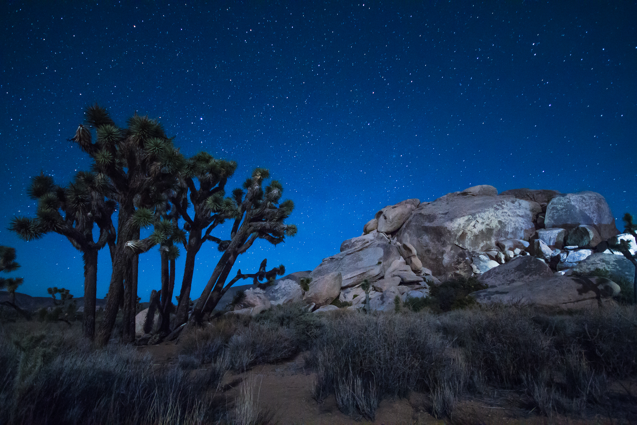 Joshua Trees under the stars at Black Rock Canyon Campground in Joshua Tree National Park