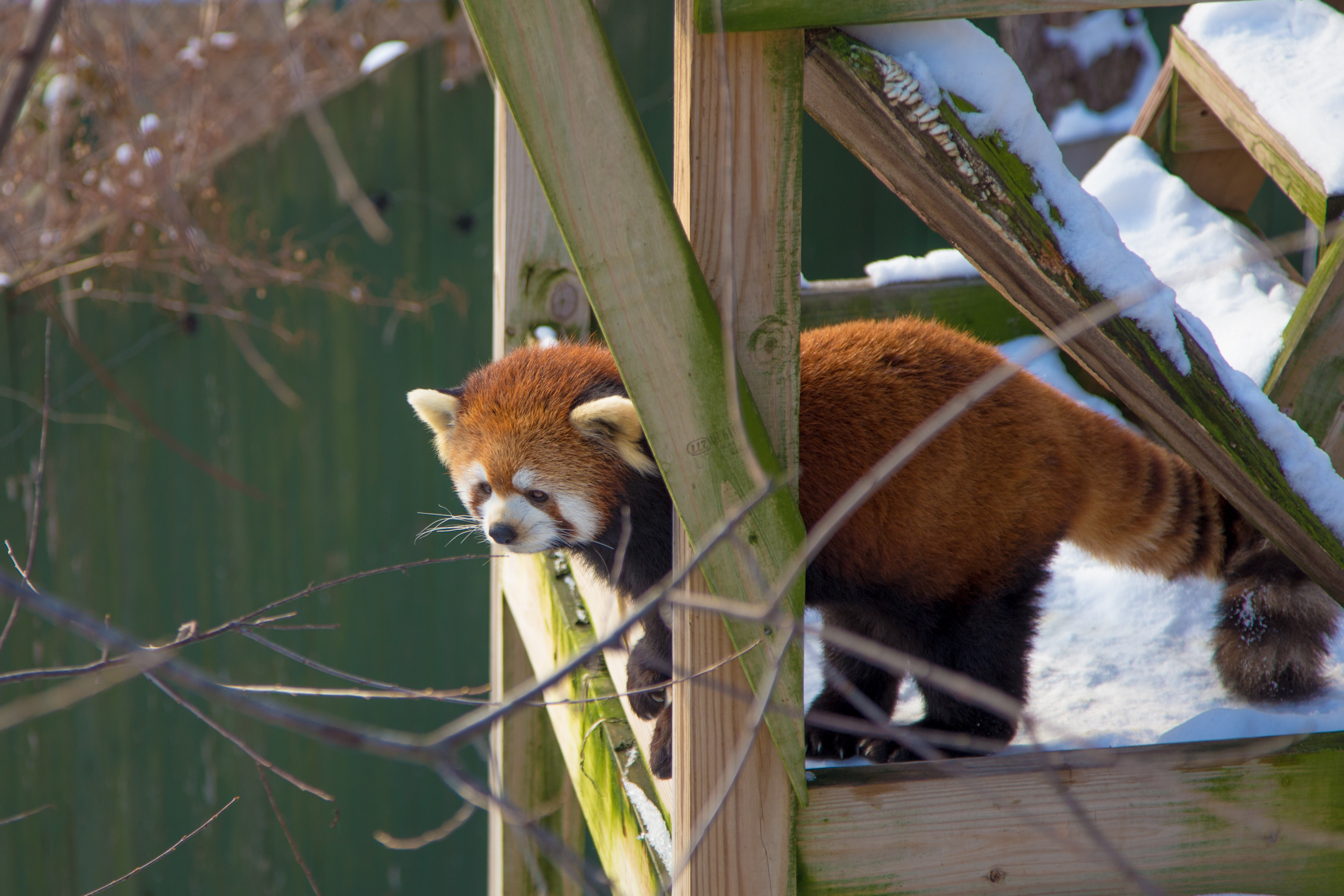 Red Panda between wood posts at the Roger Williams Park Zoo