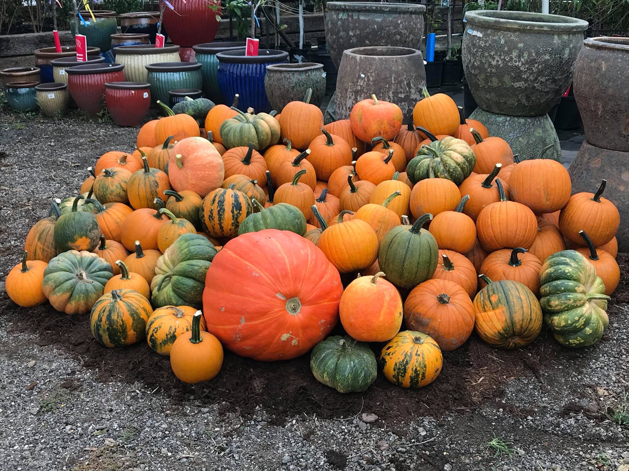 Big Creek Nursery
