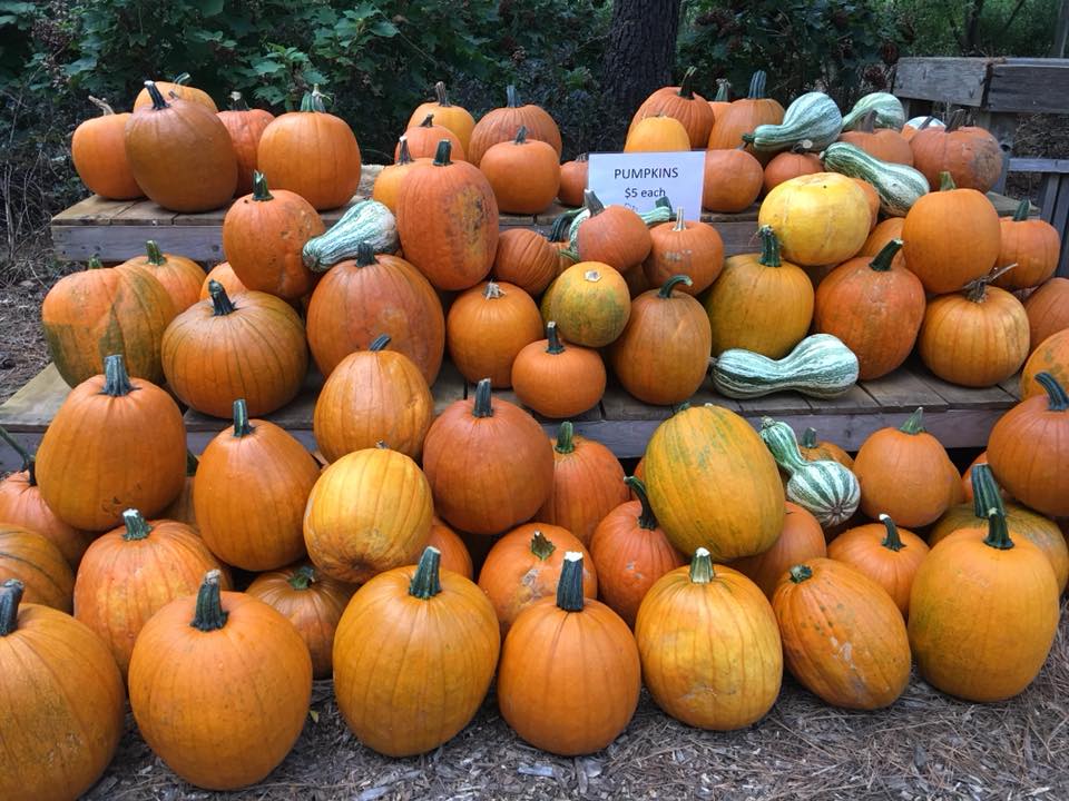 Botanic Garden Pumpkins
