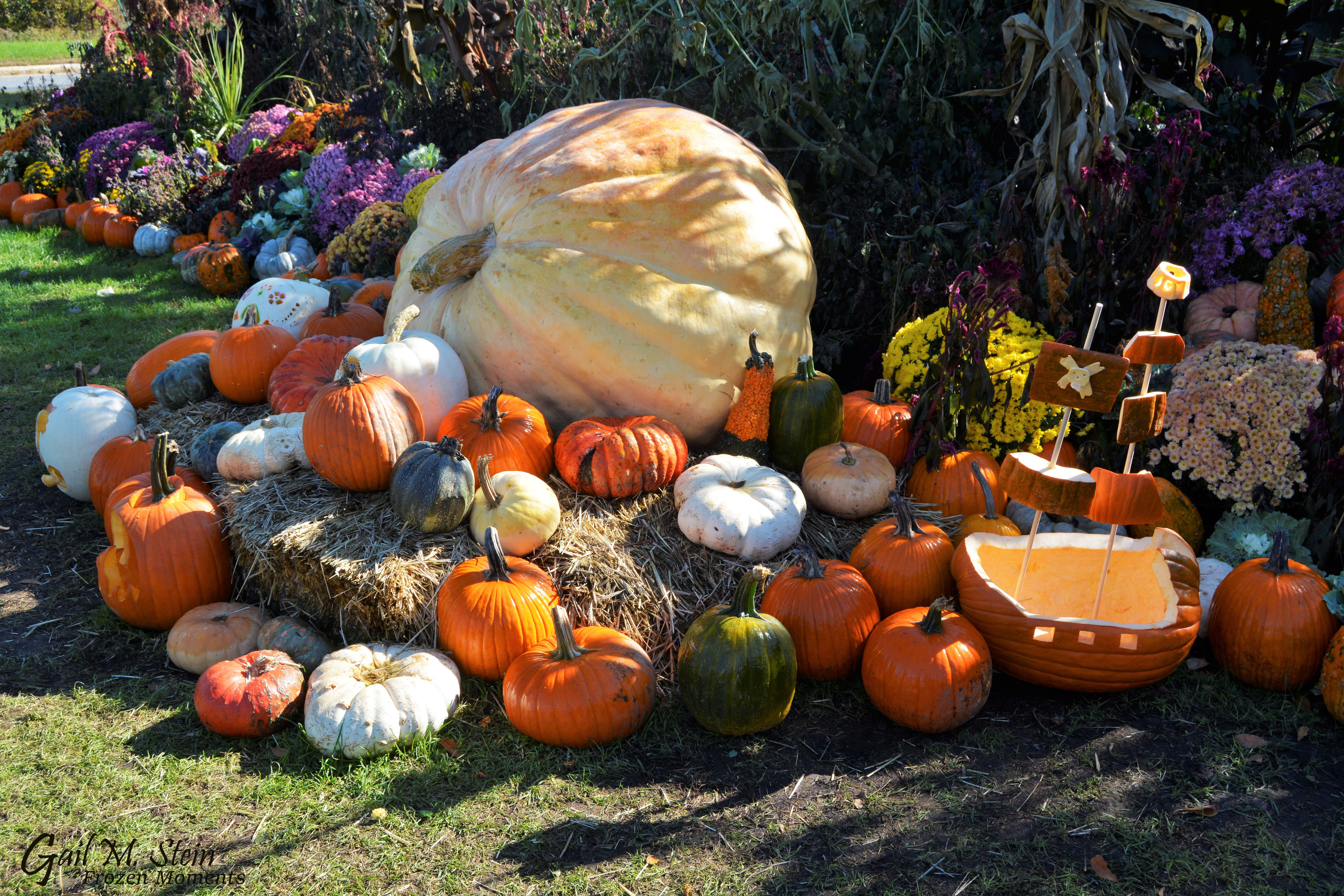 Large pumpkin in display