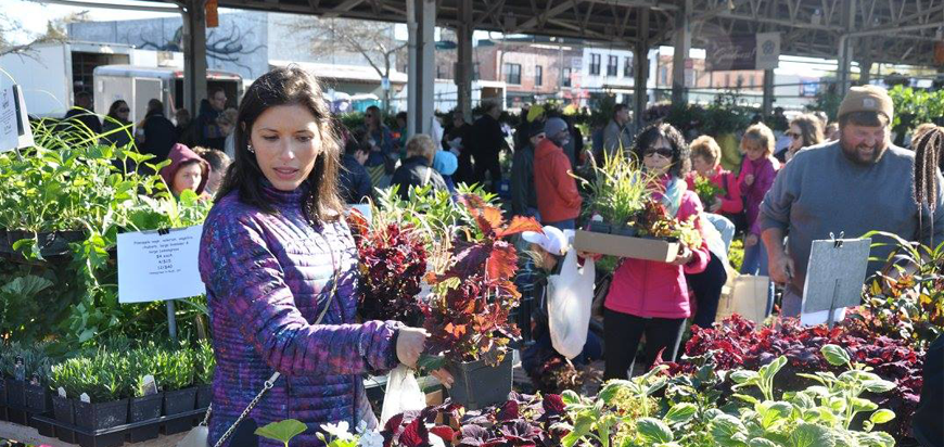 Shopping for Plants at Rochester Public Market