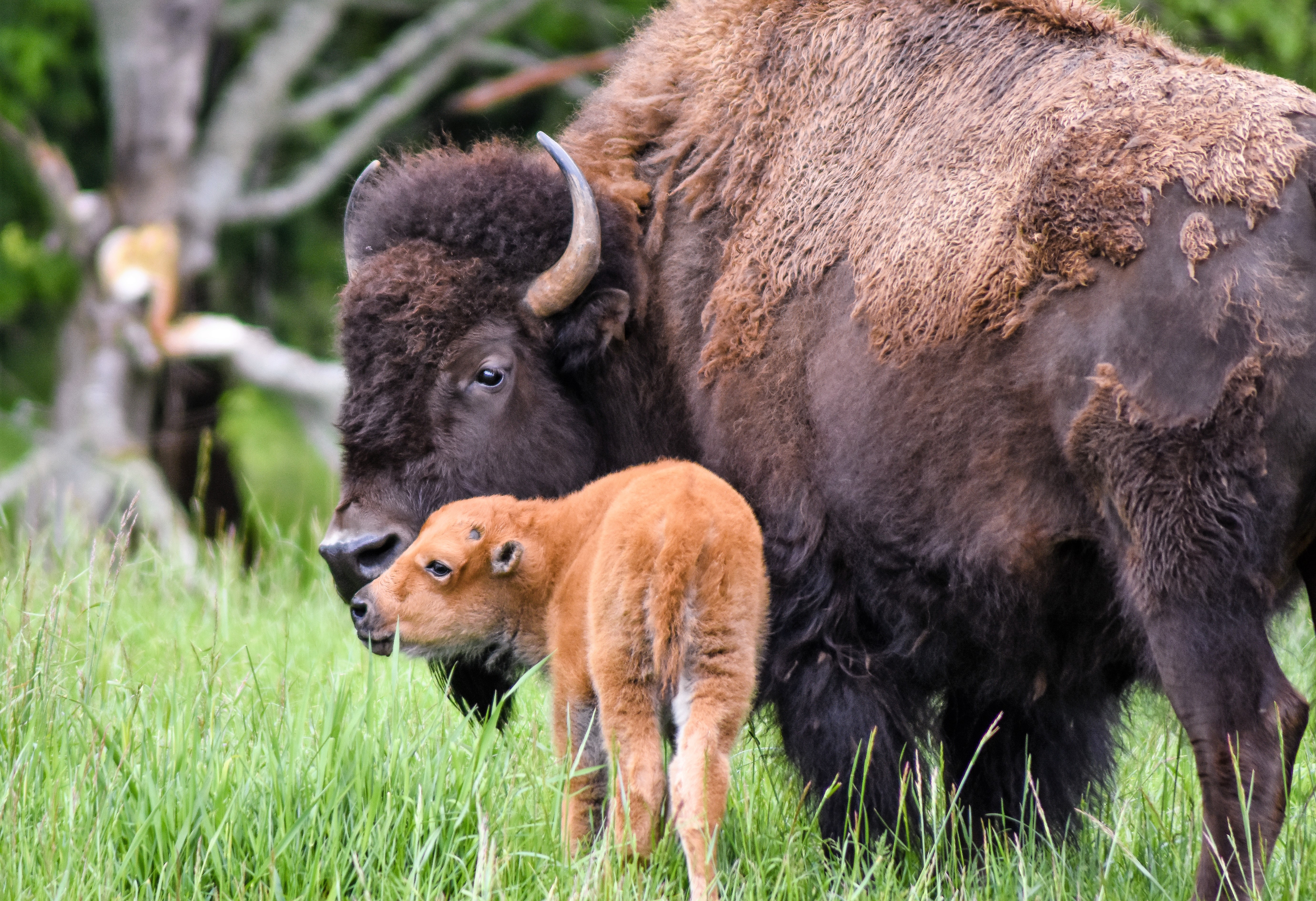 A bison mother and calf kiss at Northwest Trek Wildlife Park in May 2017