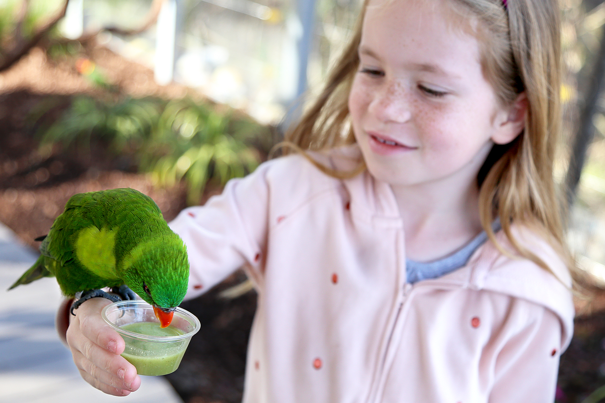 Lorikeet eats from a cup while perched on a little girl's arm at Lorikeet Landing